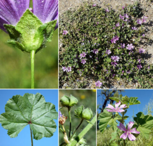 Malva